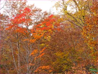 紅葉