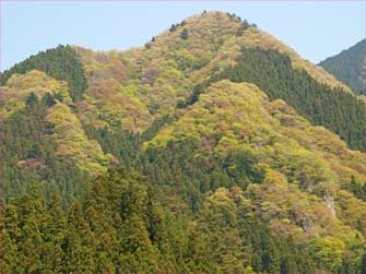 三峰口の山