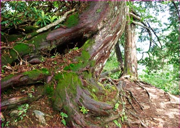 柏原新道森の中