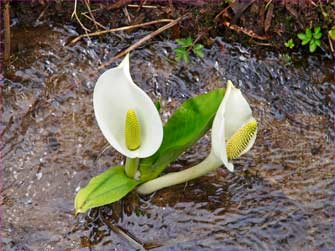 水芭蕉