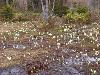 水芭蕉が