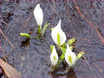 水芭蕉