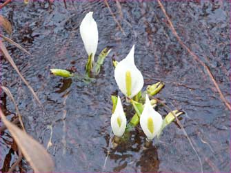 水芭蕉