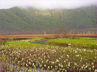 尾瀬ヶ原