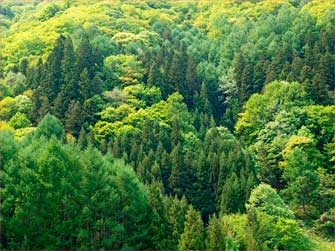 靑葉の風景