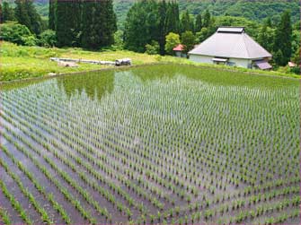 青鬼田んぼ