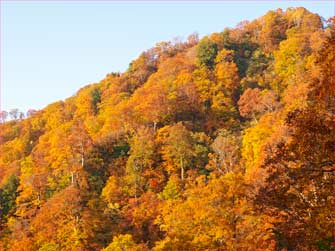 紅葉の山