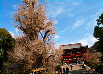 鶴岡八幡宮の大銀杏