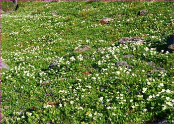 悪沢岳お花畑