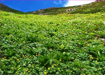 荒川三山のお花畑