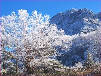 霧氷の白根山