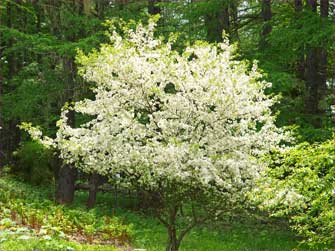 ズミの花
