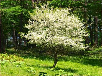 ズミの花