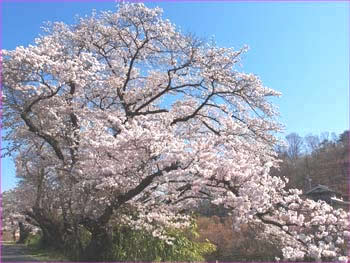 穴山桜