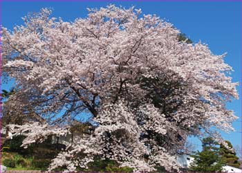 桜