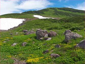 高山植物咲く中を