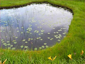 オゼコウホネの池塘