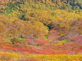 紅葉斜面