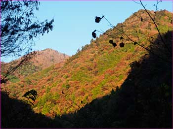 明ける晩秋の尾根