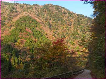 塩水林道