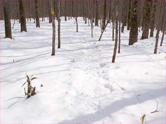 雪原へ