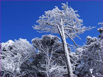 雪明けの森