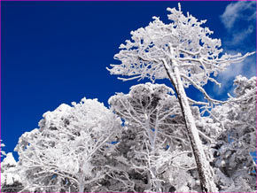 雪明けの森