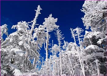 雪明けの森