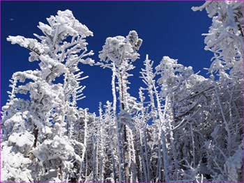 雪の森