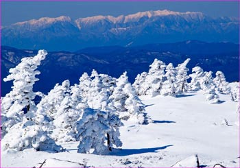 雪明けの森