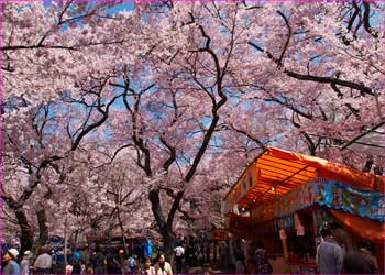 城址公園花満開