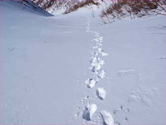 雪渓登行