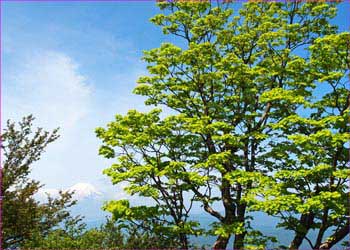 富士山添えて