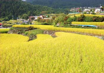 平林の棚田