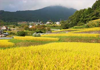 平林の棚田