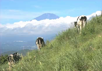 大野山牧場