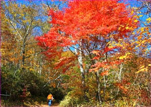 石割紅葉の道