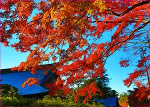 建長寺紅葉