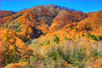 柳沢大菩薩紅葉