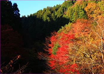 渓谷の秋