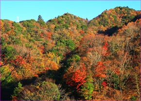 丹沢奥山紅葉