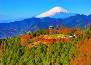 菜の花台と富士