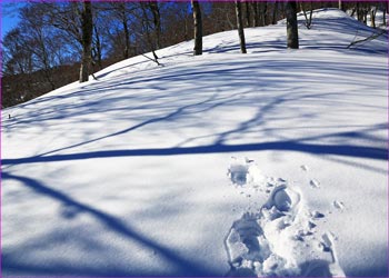 雪山にトレースを