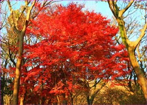 吾妻山紅葉