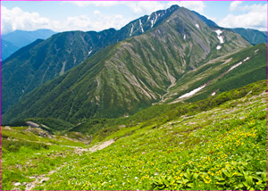 赤石岳と花畑