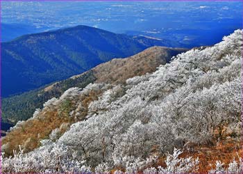 霧氷の尾根