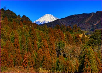 由比の山里から富士山