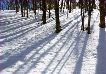 十枚山直登コース上部