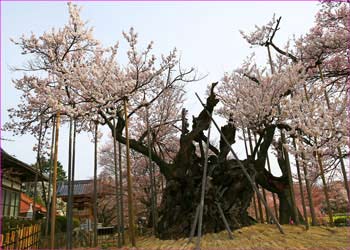 山高神代桜