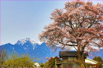 実相寺近くの桜